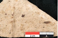 Foto (Detailansicht) von Callitris brongniartii Endl. (NHMW-GEO-2024-0188-8212)